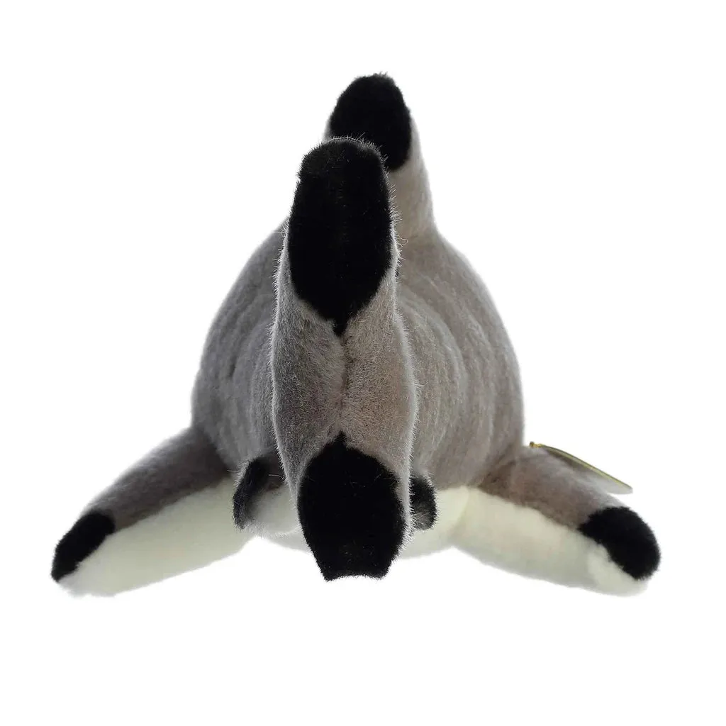 Blacktip Shark