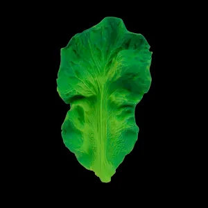 Kendall The Kale
