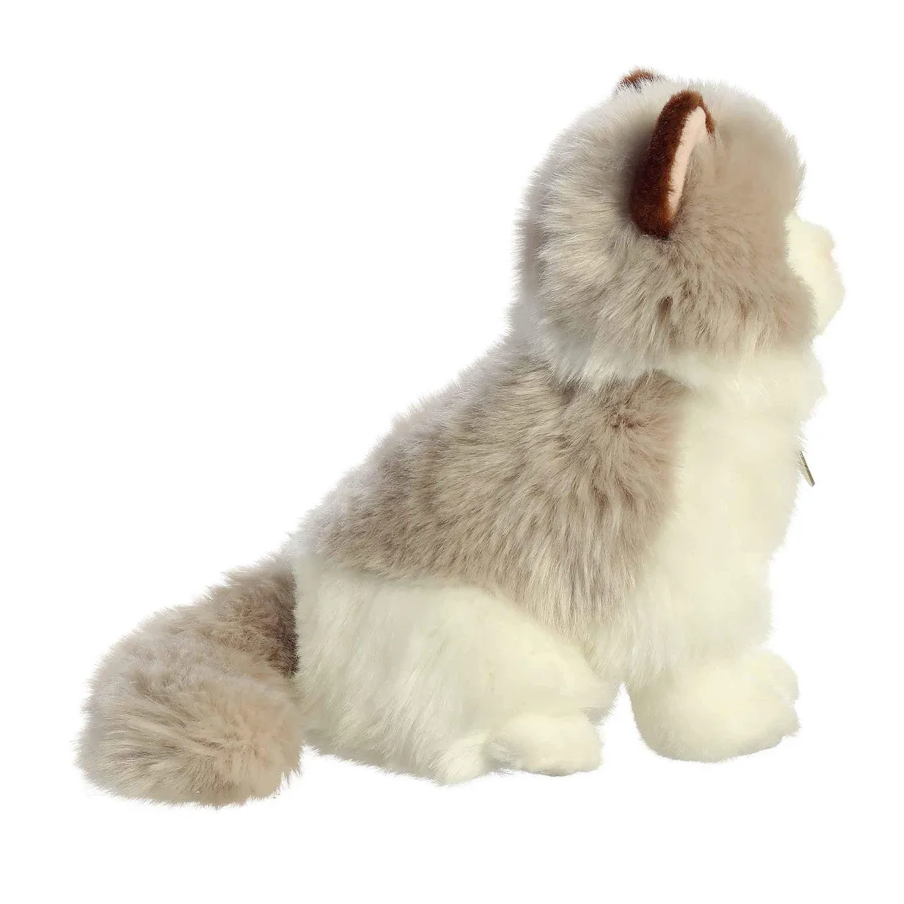 Ragdoll Cat