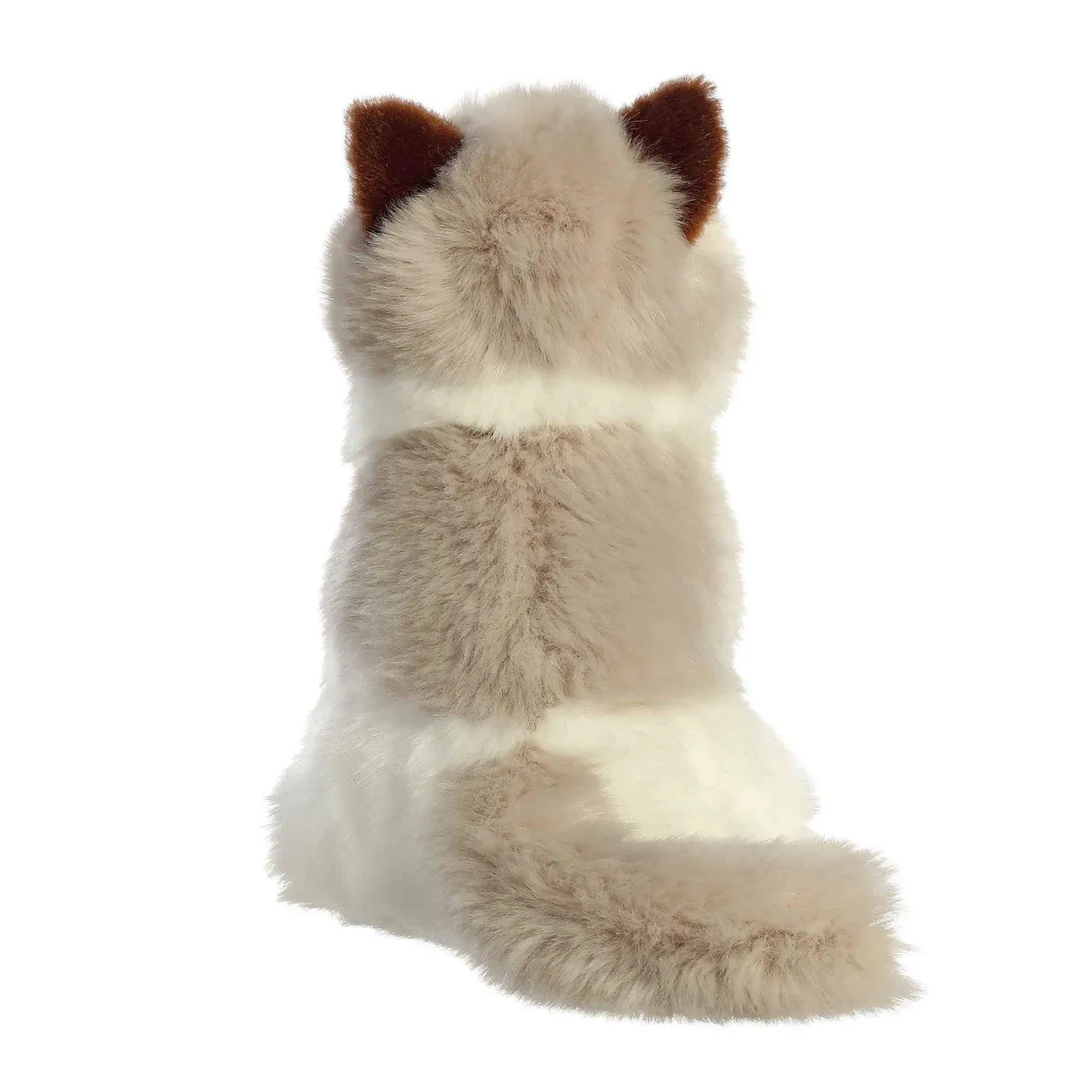 Ragdoll Cat