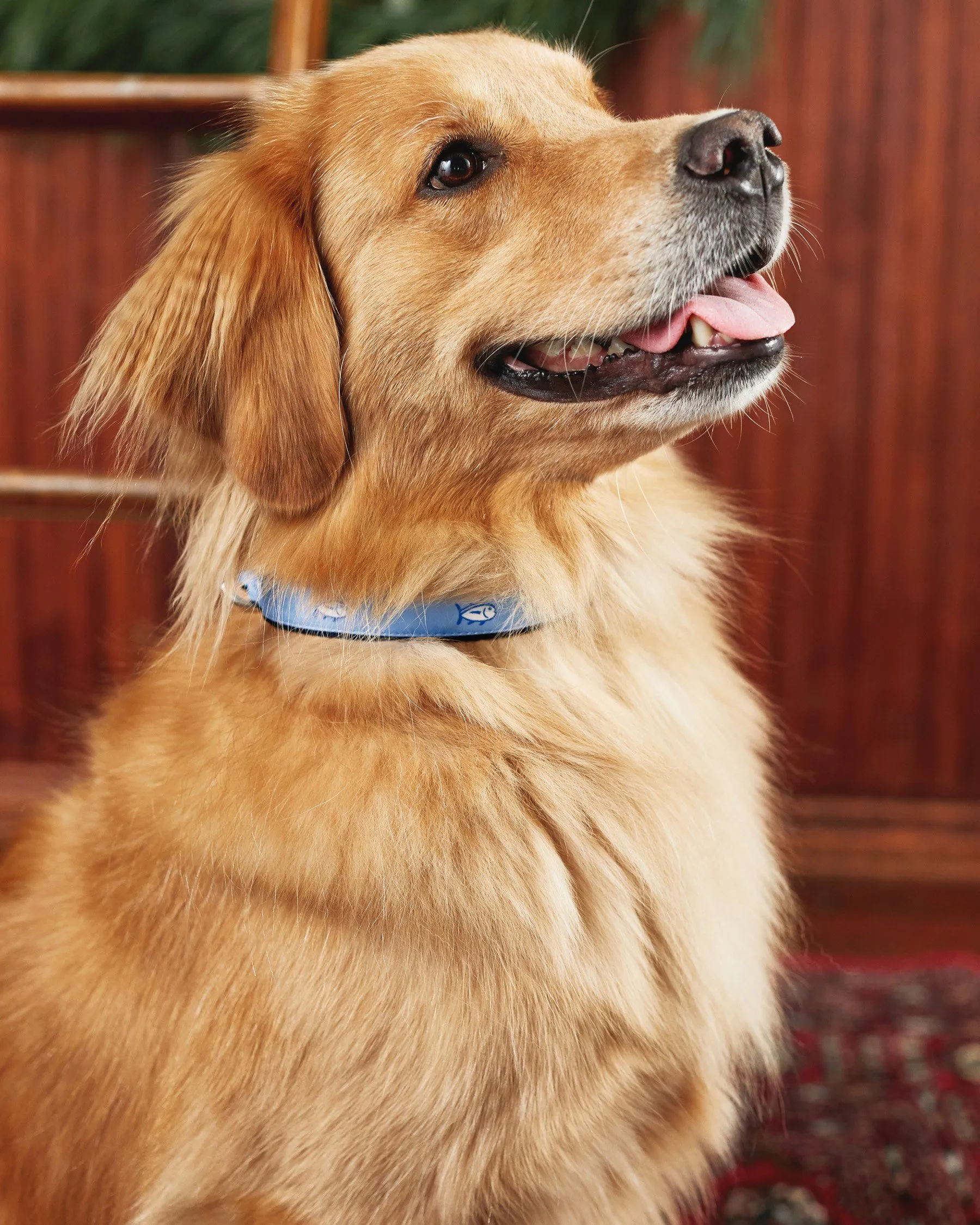 Southern Tide Skipjack Dog Collar